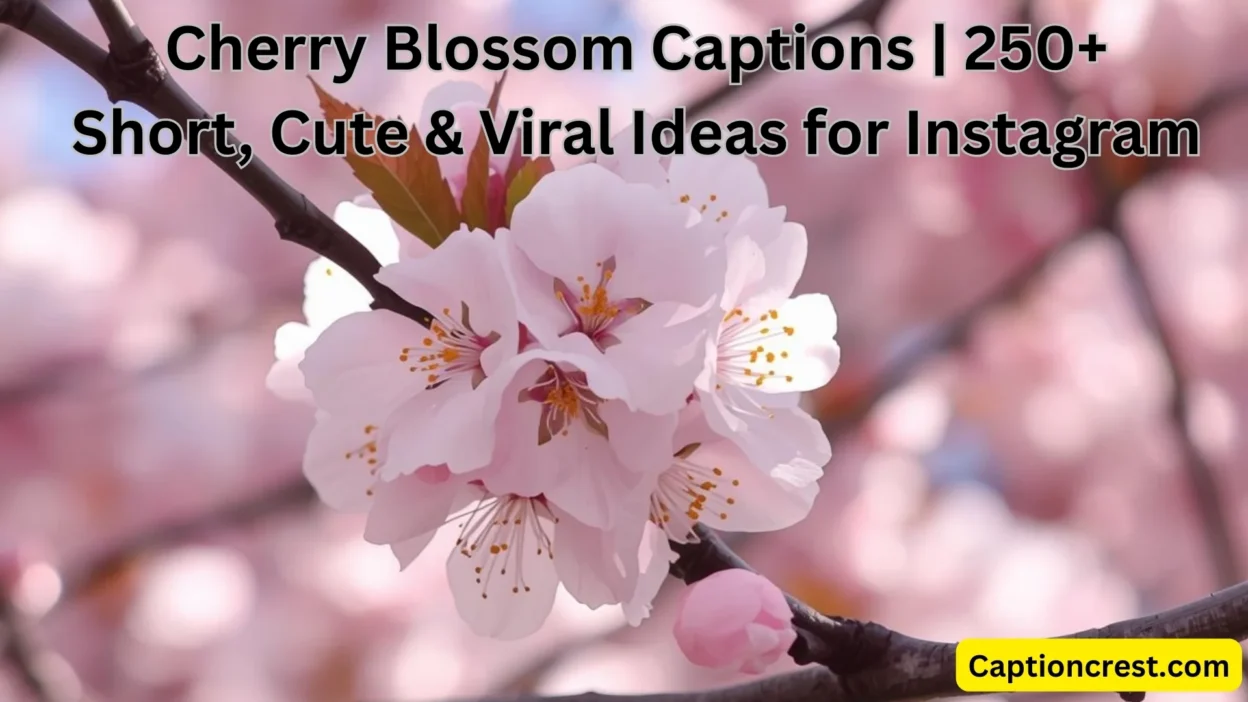 Cherry Blossom Captions 250+ Short, Cute & Viral Ideas for Instagram
